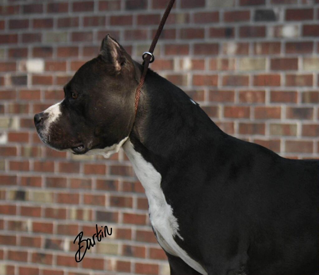 Best pit bull breeder in the usa