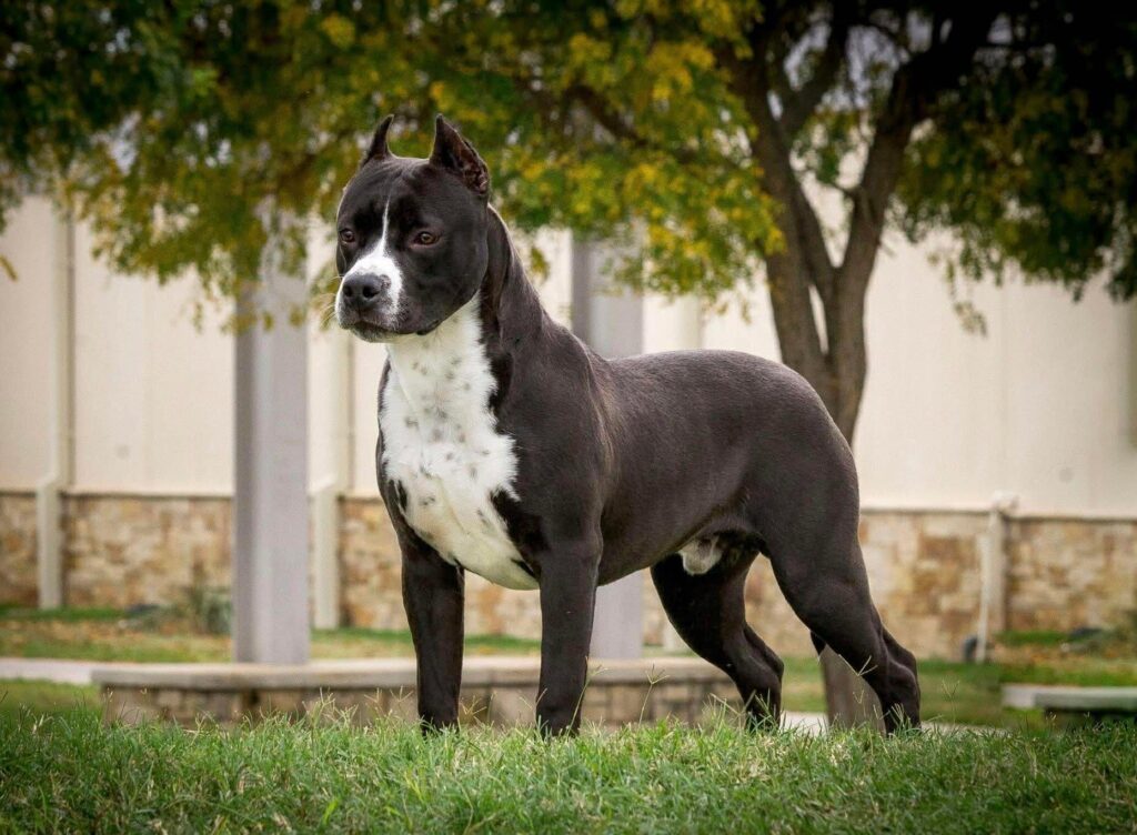 Best pit bull breeder in the usa