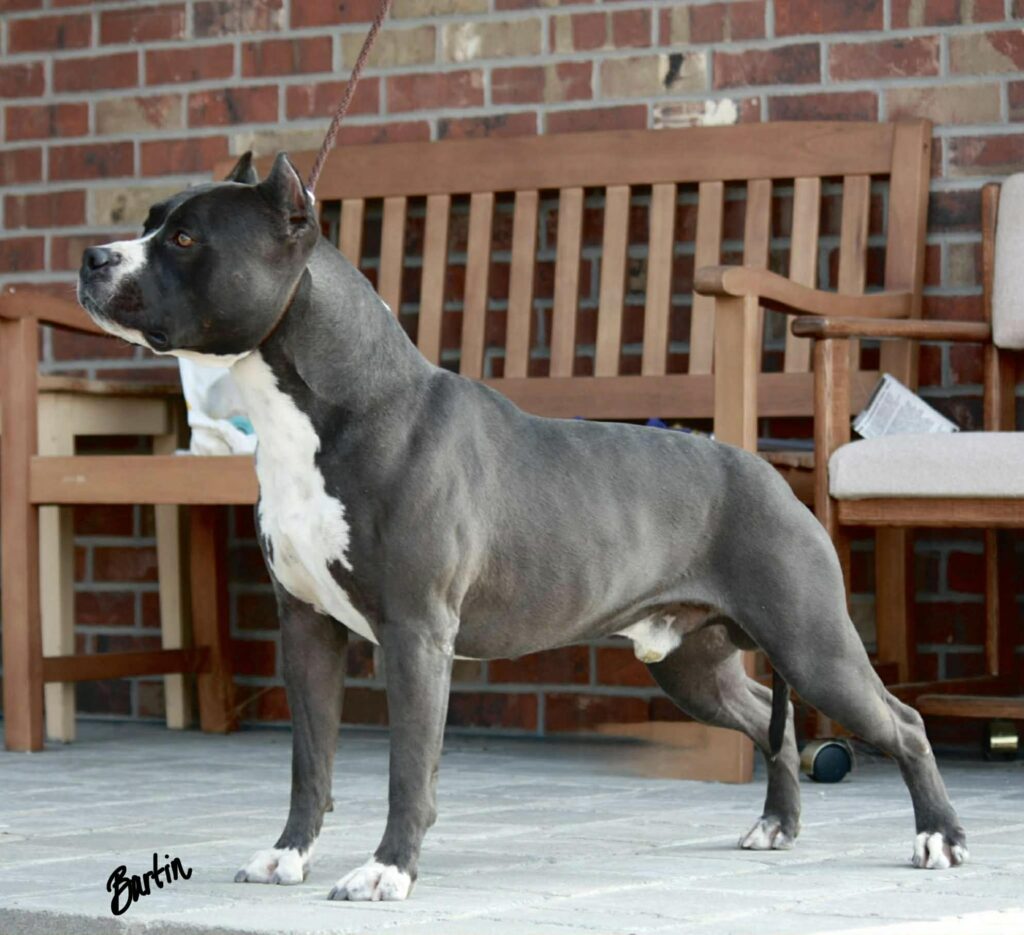 Best pit bull breeder in the usa