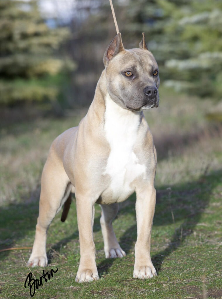 Best pit bull breeder in the usa