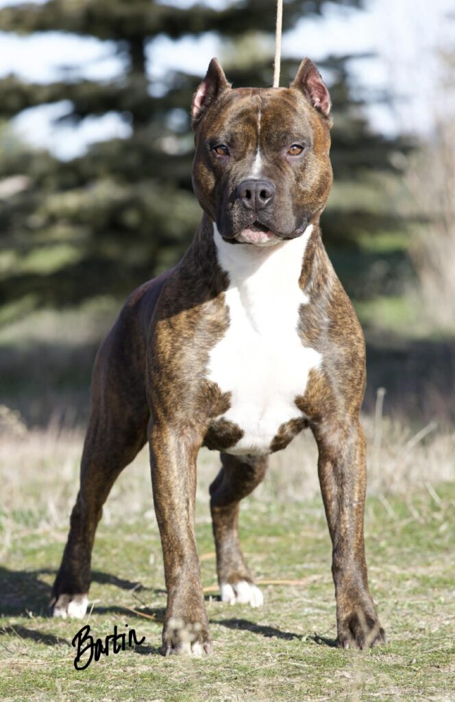 Best pit bull breeder in the usa