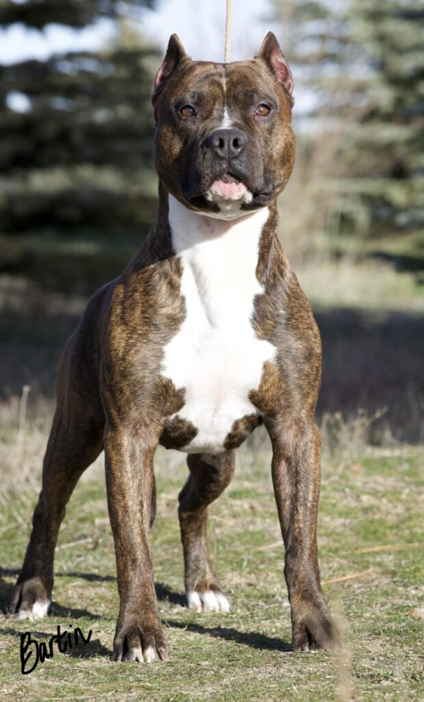 Best pit bull breeder in the usa