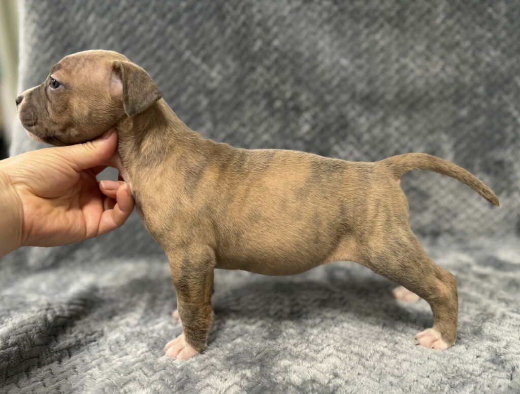 Best pit bull breeder in the usa