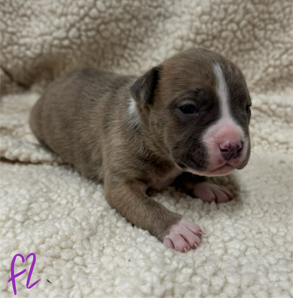 Best pit bull breeder in the usa