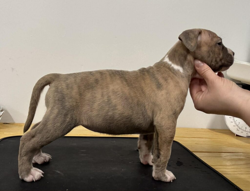 Best pit bull breeder in the usa