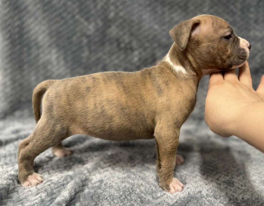 Best pit bull breeder in the usa