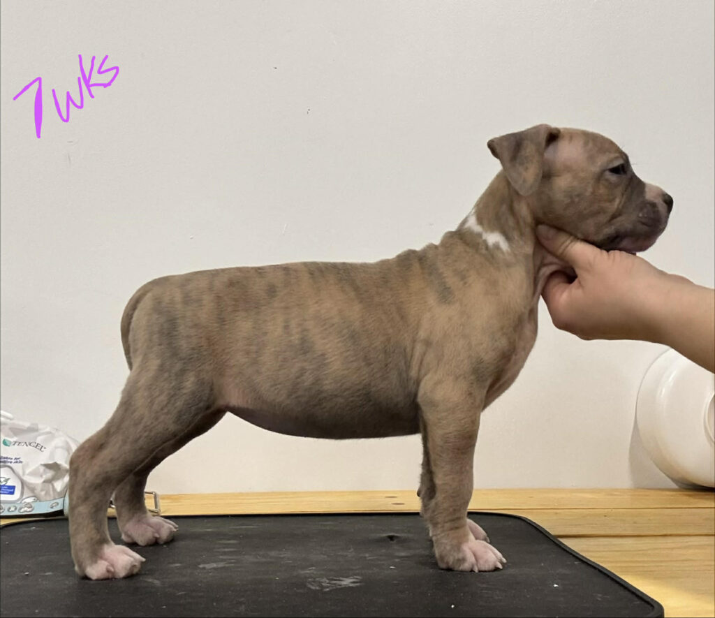 Best pit bull breeder in the usa