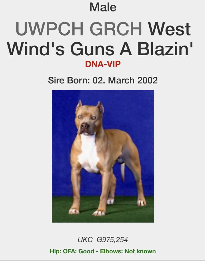 Best pit bull breeder in the usa