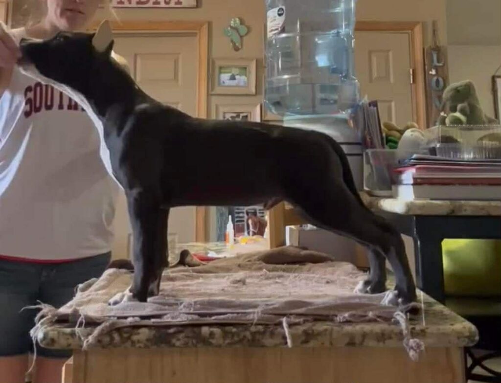 Best pit bull breeder in the usa