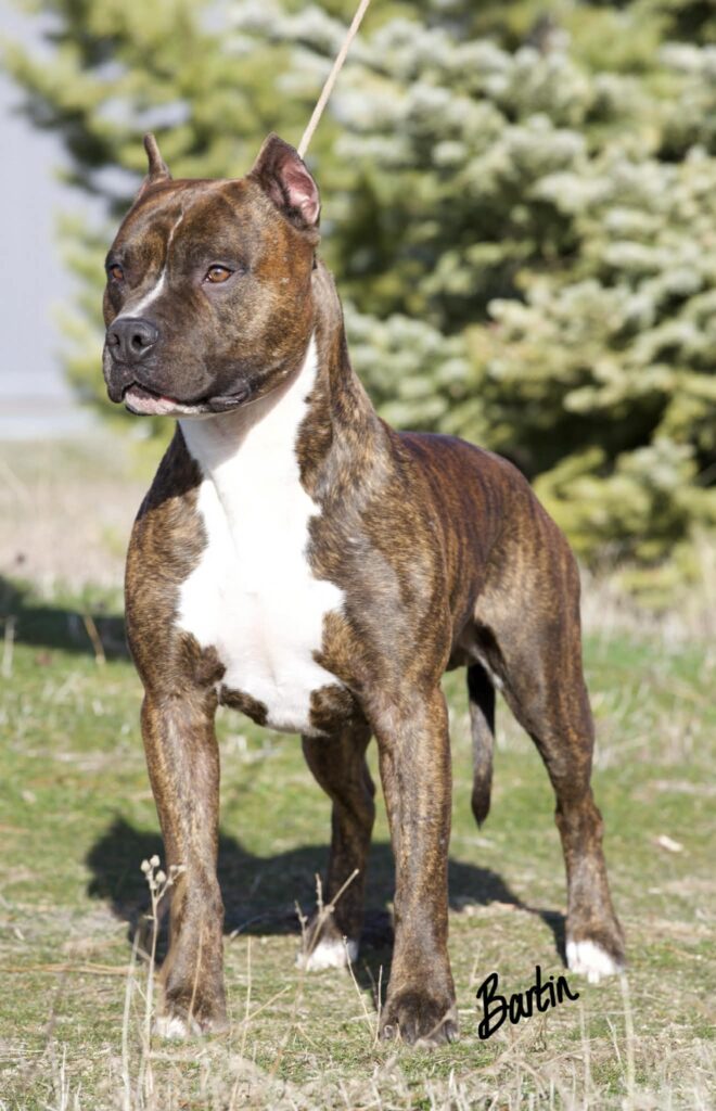Best pit bull breeder in the usa