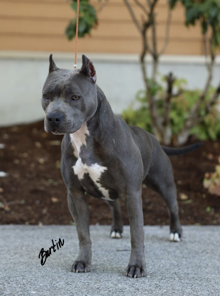 top american pit bull terrier breeder in the usa
