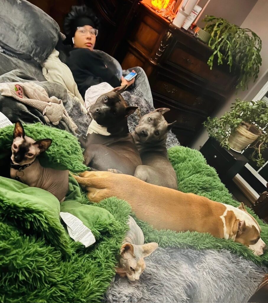 top american pit bull terrier breeder in the usa