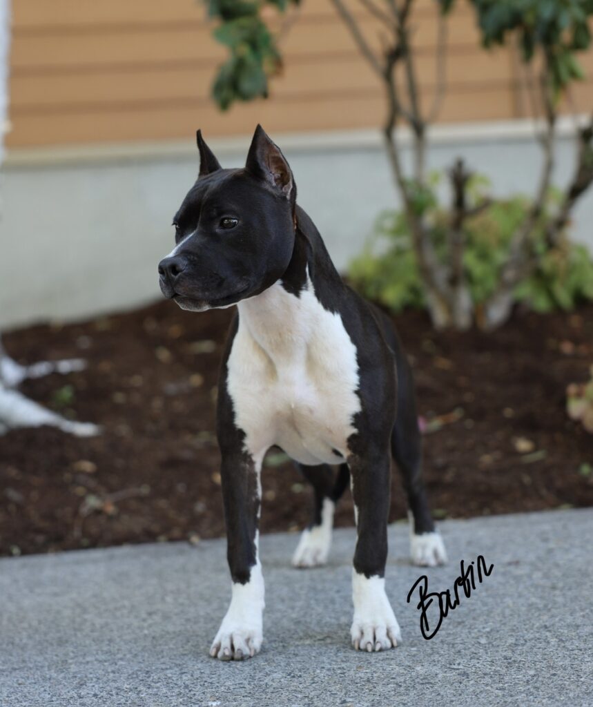 top american pit bull terrier breeder in the usa