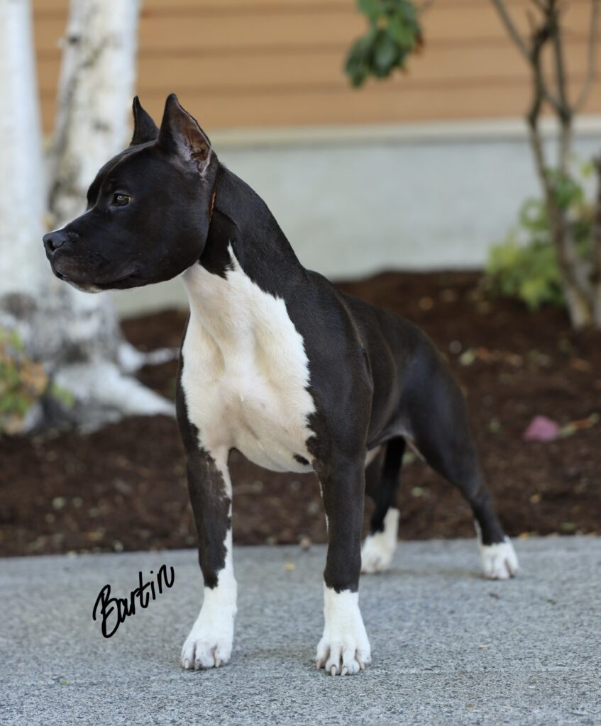 top american pit bull terrier breeder in the usa