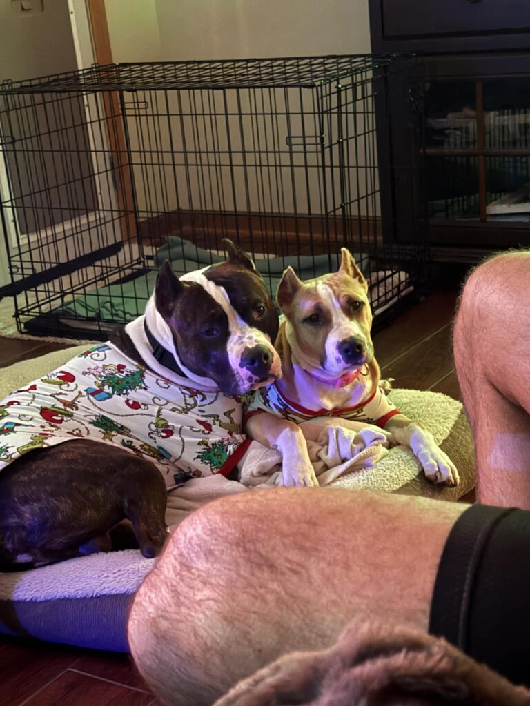 top american pit bull terrier breeder in the usa