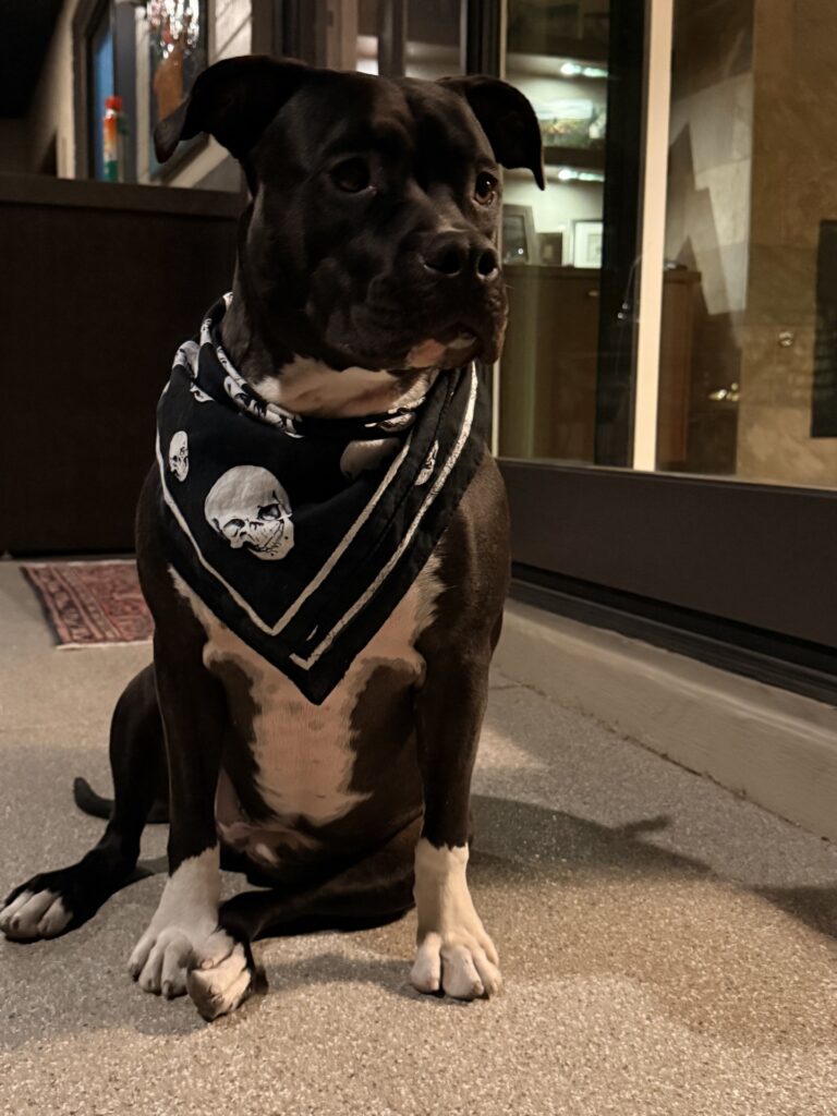 top american pit bull terrier breeder in the usa