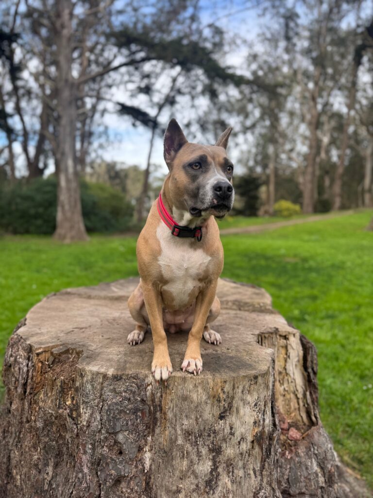 top american pit bull terrier breeder in the usa