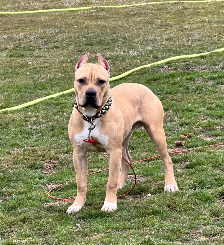 best pit bull terrier breeder in the usa