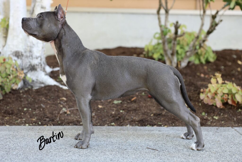 top american pit bull terrier breeder in the usa
