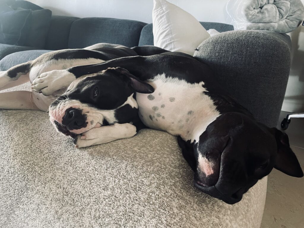 top american pit bull terrier breeder in the usa