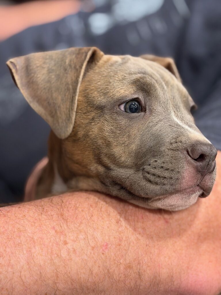 top american pit bull terrier breeder in the usa