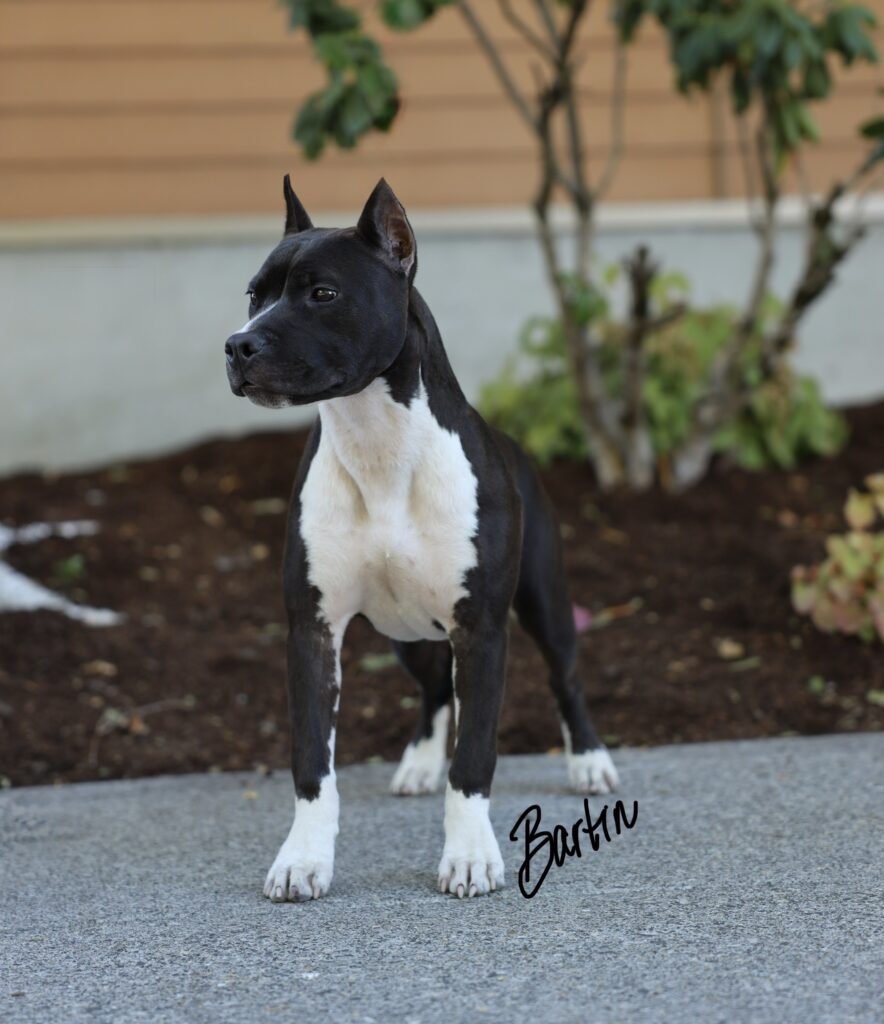 top american pit bull terrier breeder in the usa