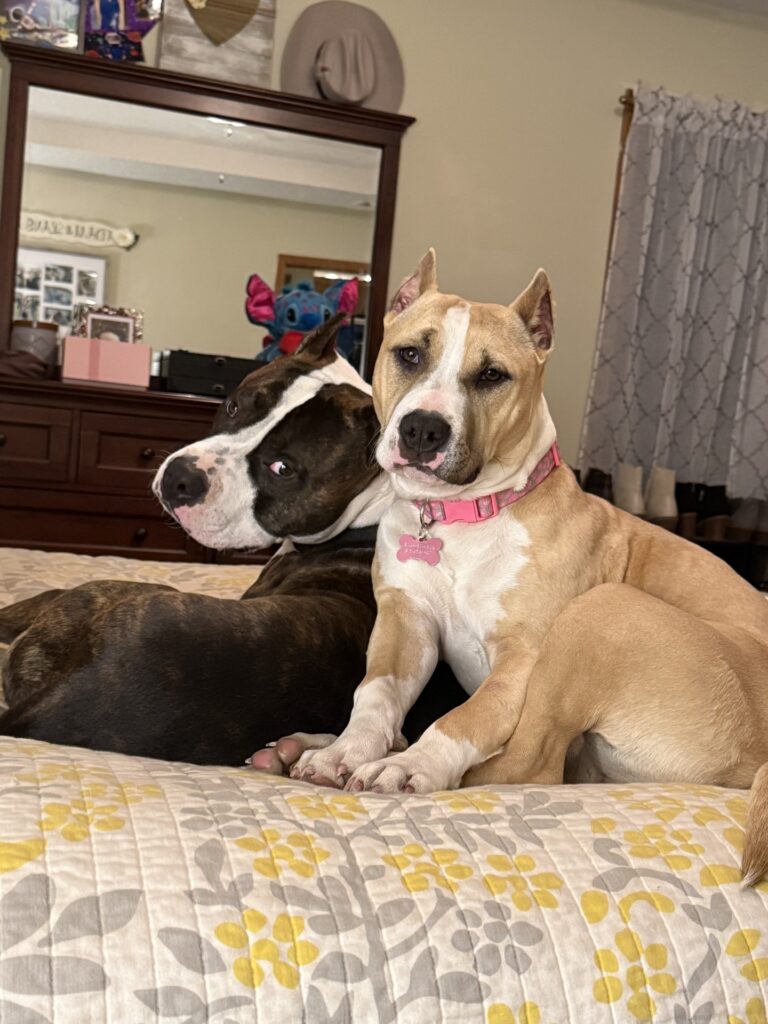 top american pit bull terrier breeder in the usa