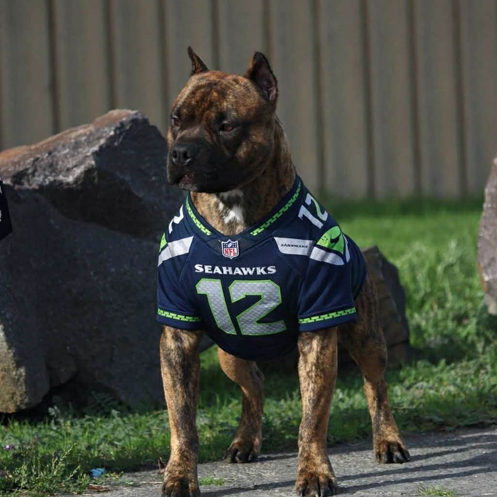 top american pit bull terrier breeder in the usa