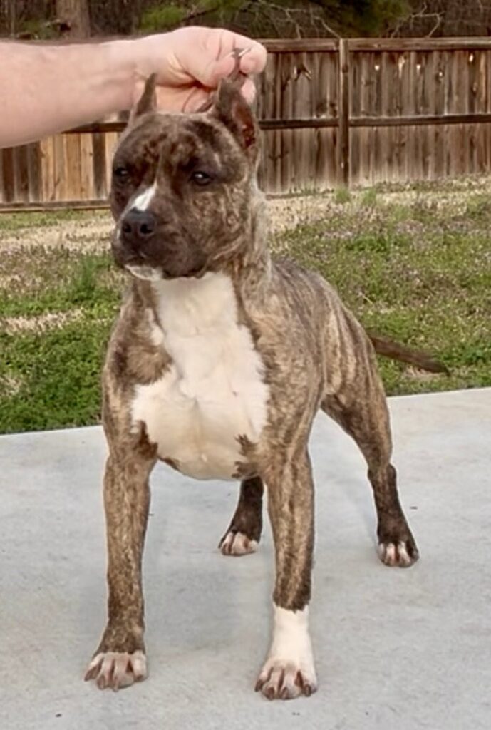 top american pit bull terrier breeder in the usa