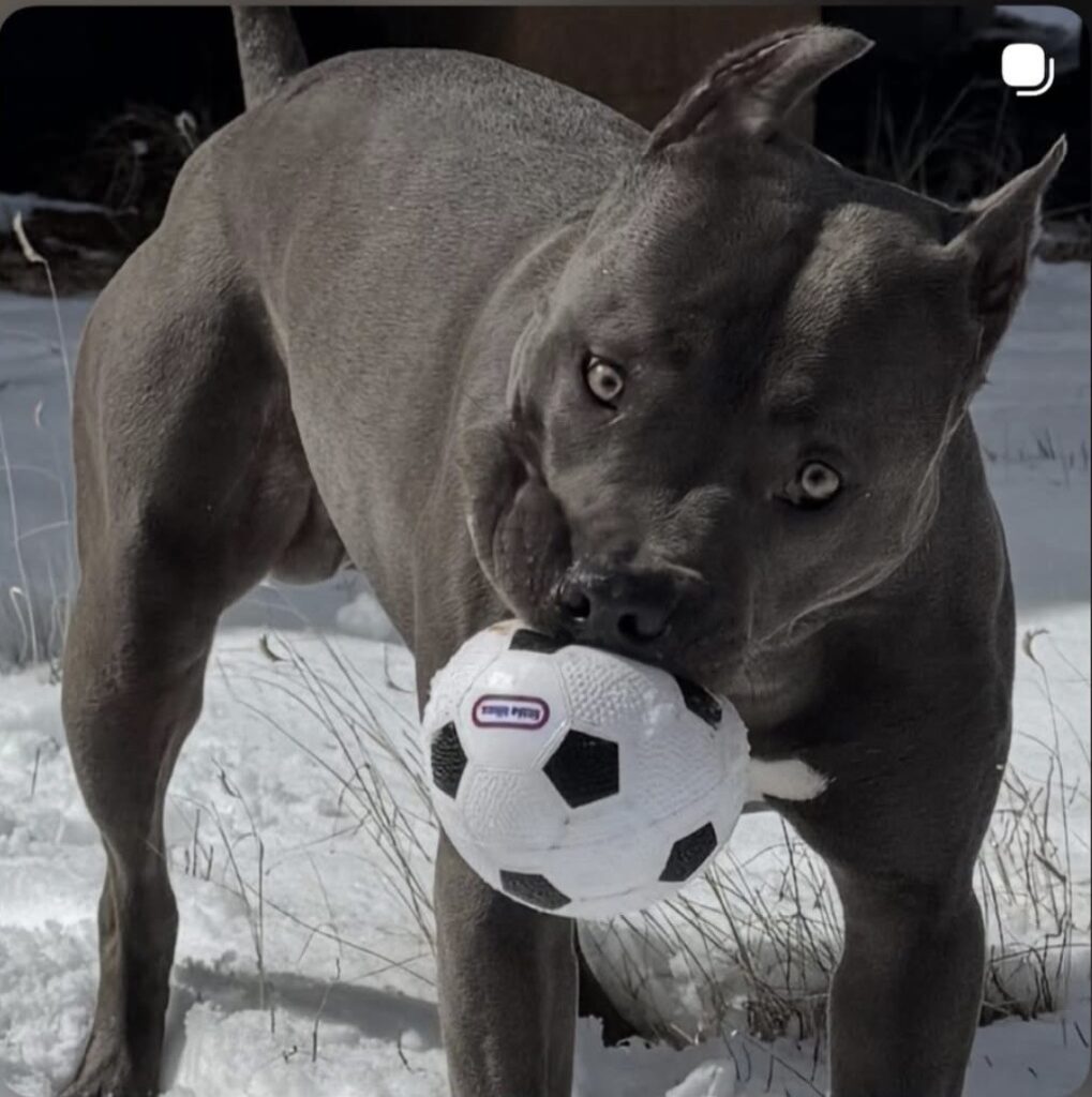 top american pit bull terrier breeder in the usa