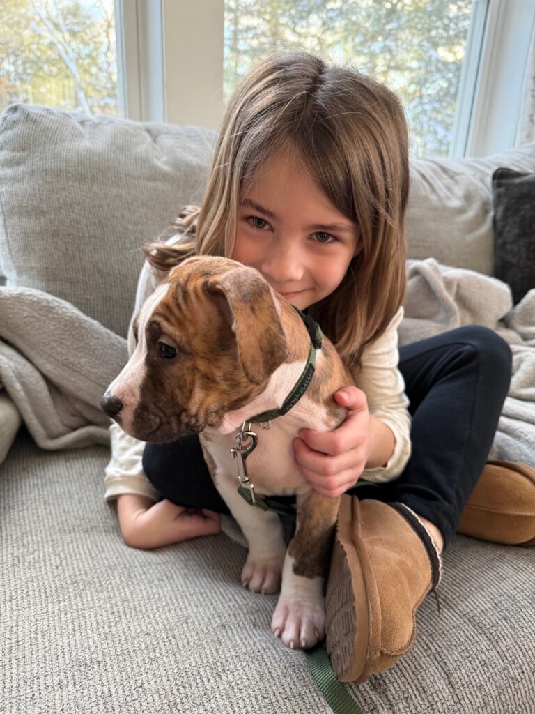 top american pit bull terrier breeder in the usa