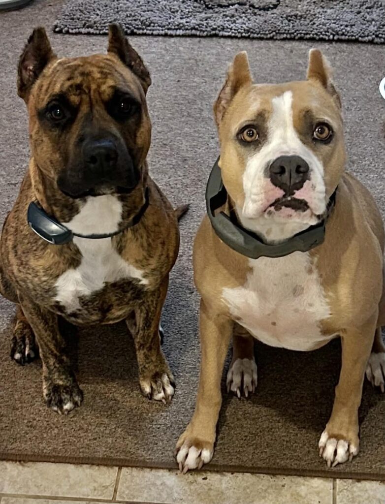 top american pit bull terrier breeder in the usa