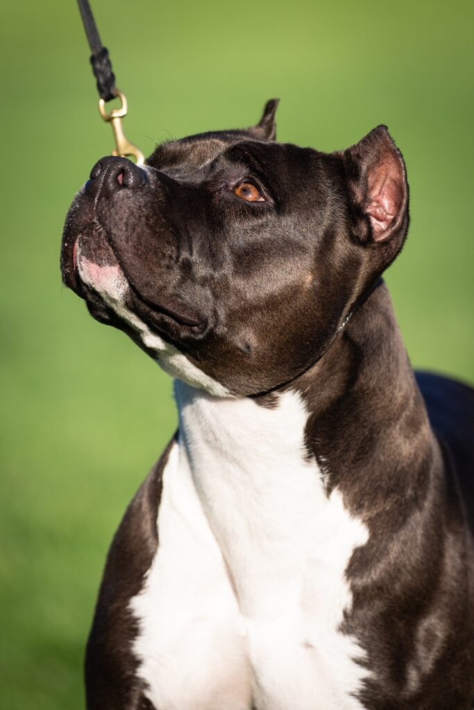 top american pit bull terrier breeder in the usa