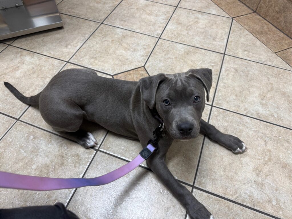 best pit bull terrier breeder in the usa