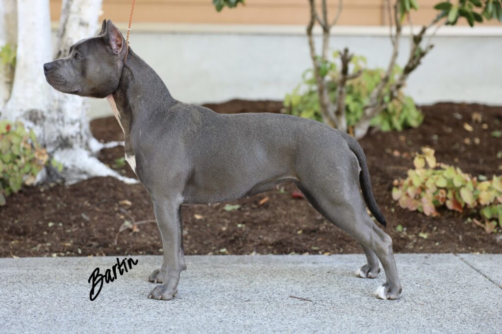 top american pit bull terrier breeder in the usa