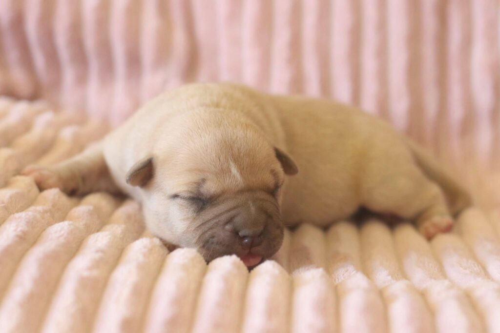 top american pit bull terrier breeder in the usa