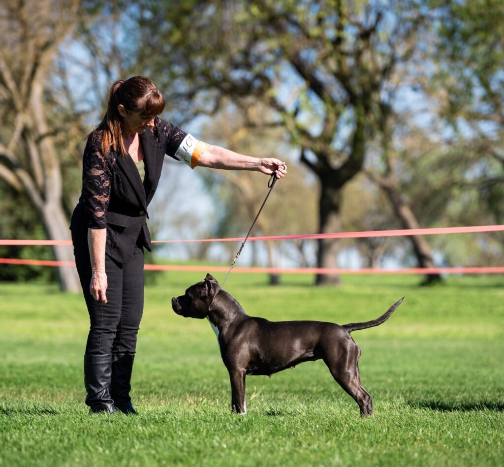 top american pit bull terrier breeder in the usa