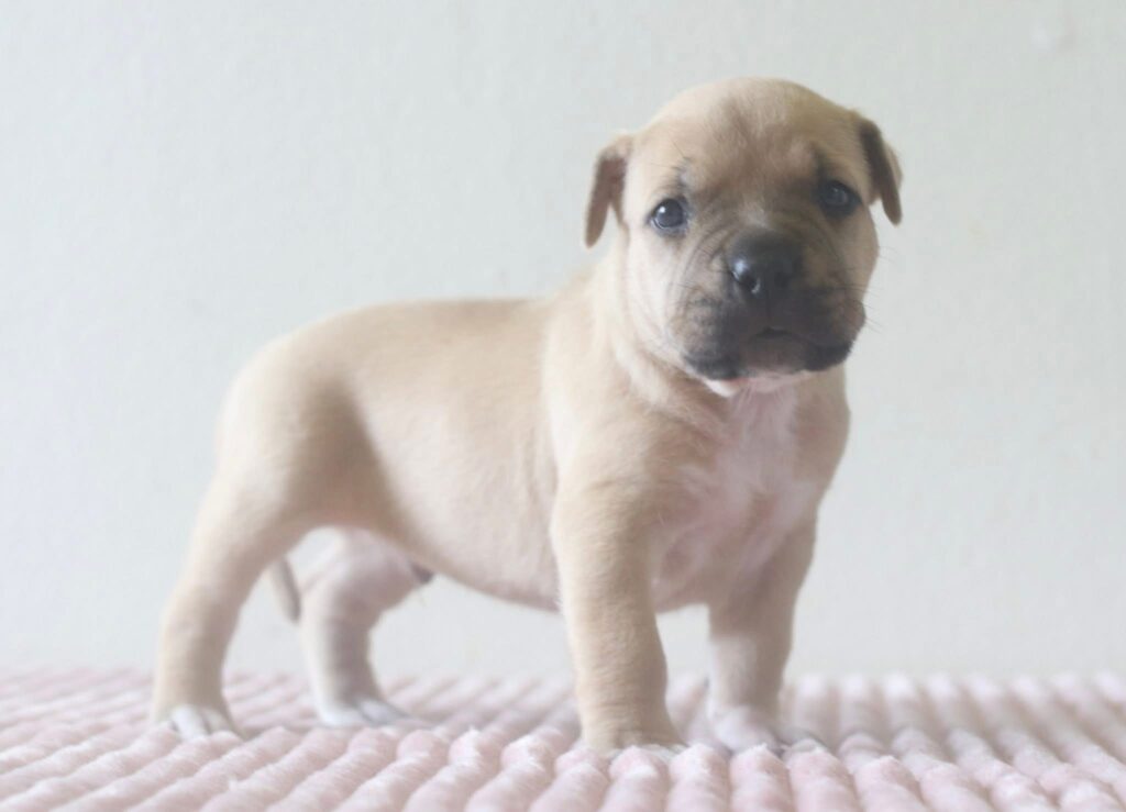 top american pit bull terrier breeder in the usa