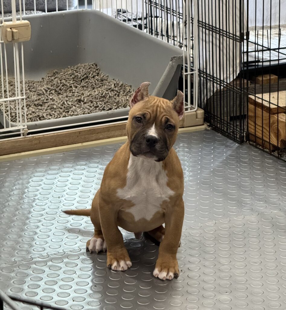 top american pit bull terrier breeder in the usa