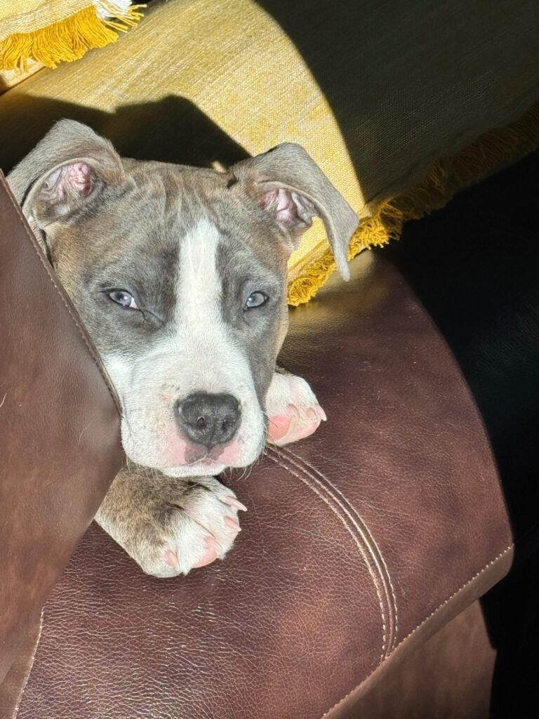 top american pit bull terrier breeder in the usa