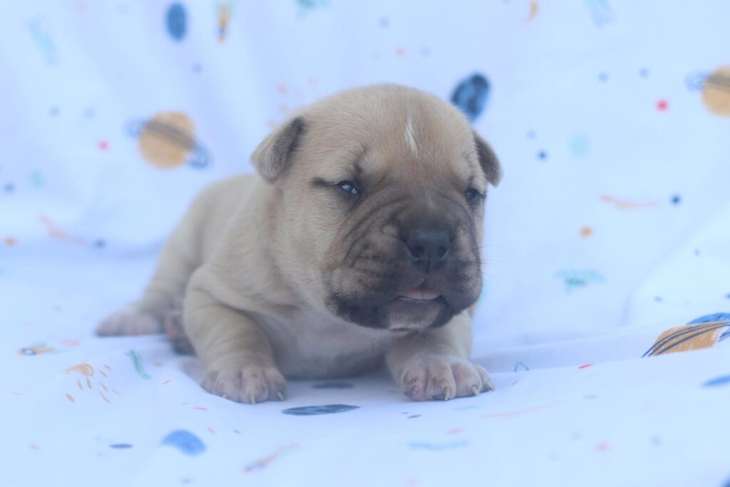 top american pit bull terrier breeder in the usa