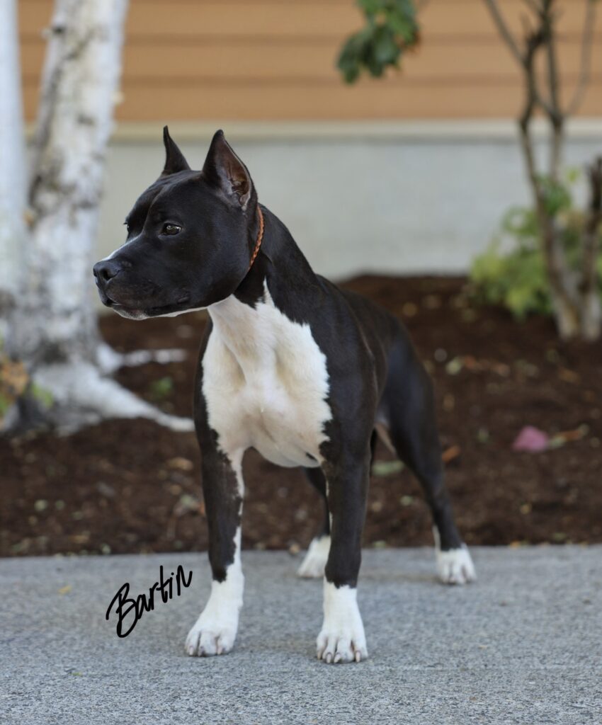 top american pit bull terrier breeder in the usa