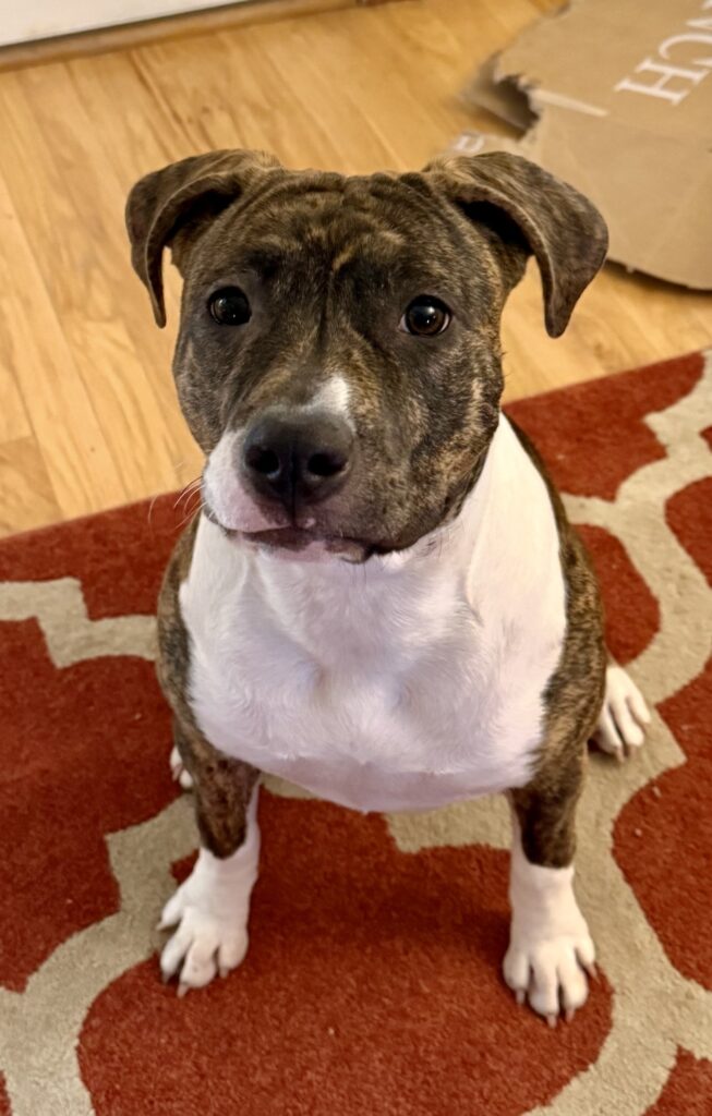 top american pit bull terrier breeder in the usa