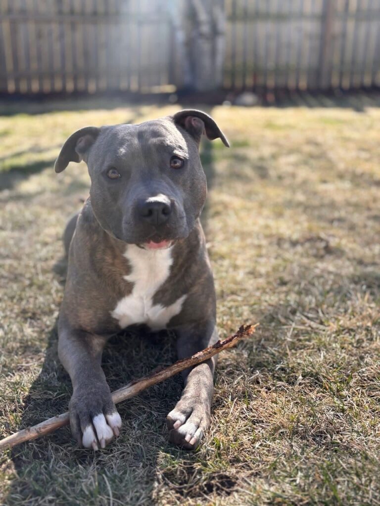 top american pit bull terrier breeder in the usa