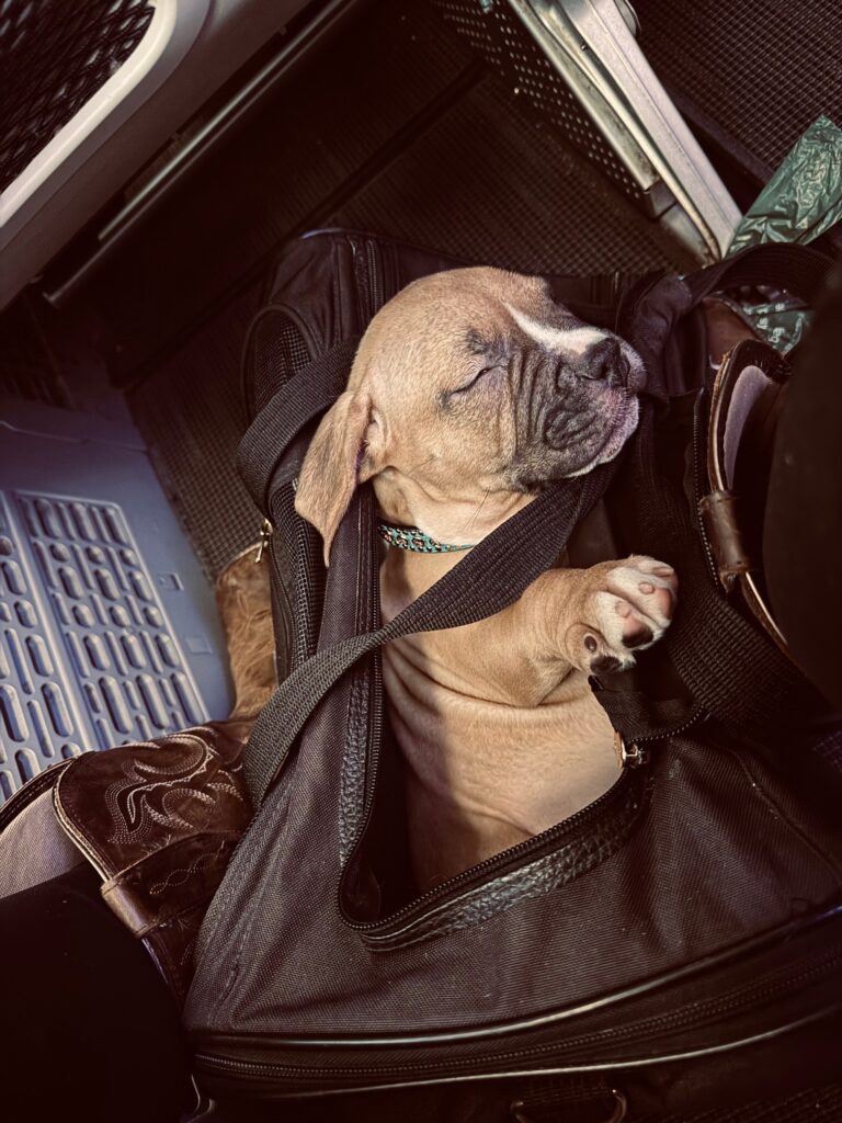 top american pit bull terrier breeder in the usa