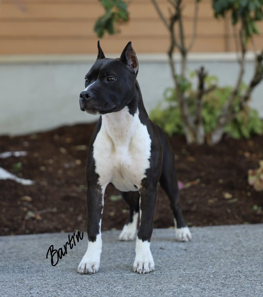 top american pit bull terrier breeder in the usa