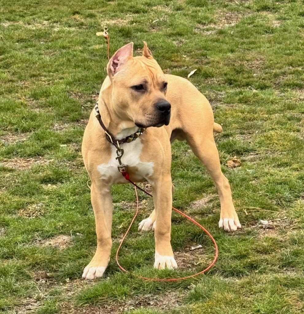 top american pit bull terrier breeder in the usa