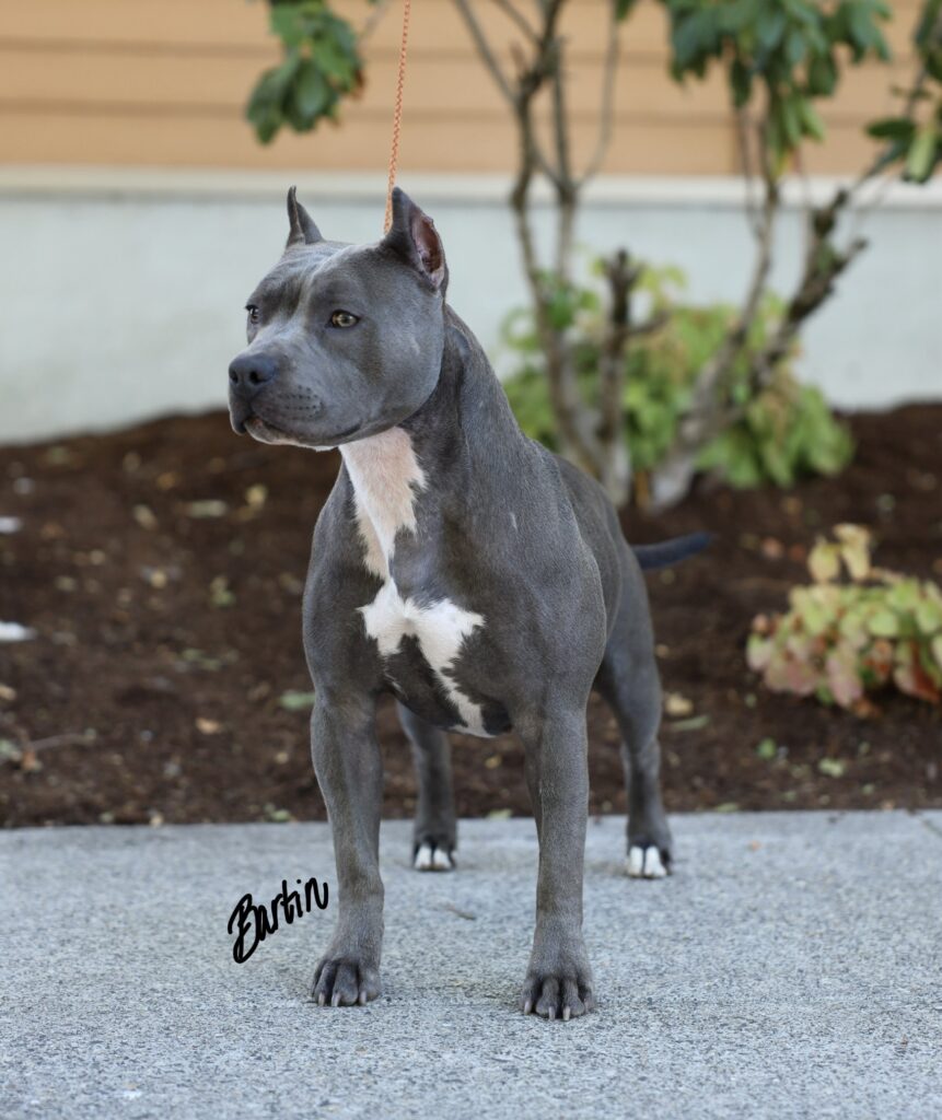 top american pit bull terrier breeder in the usa