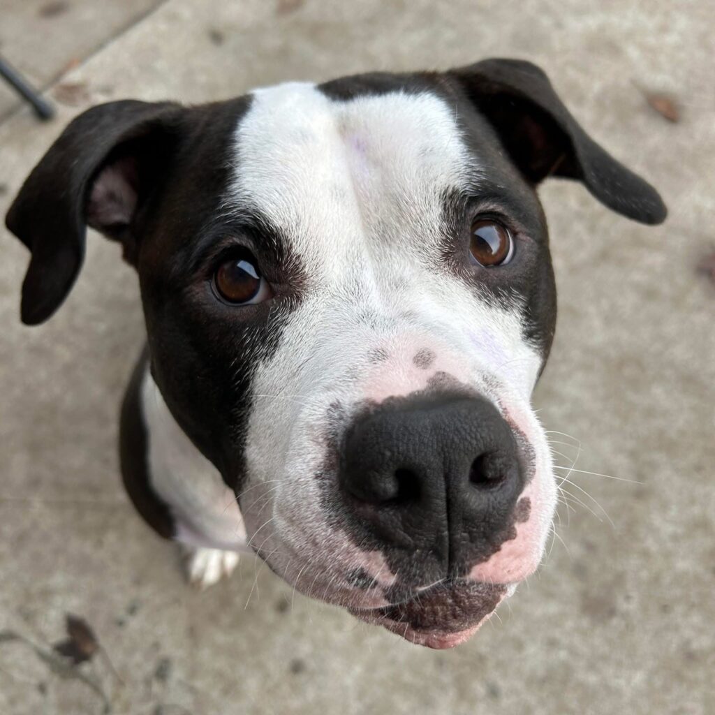 top american pit bull terrier breeder in the usa