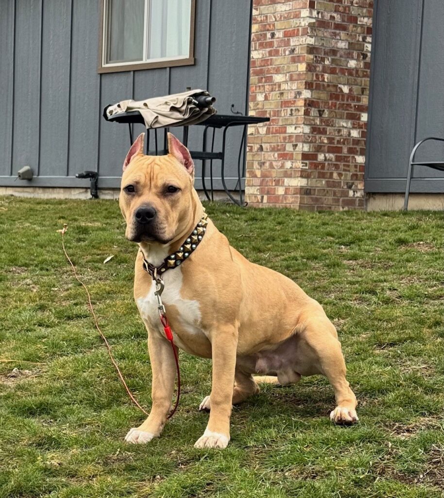 top american pit bull terrier breeder in the usa